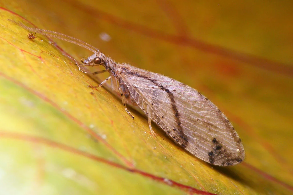 Brown lacewing adult showing its brownish coloration and wing pattern