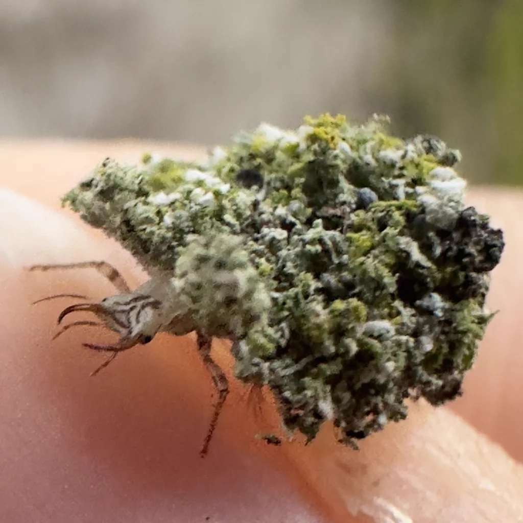 Lacewing larva known as a trash bug carrying debris camouflage on its back