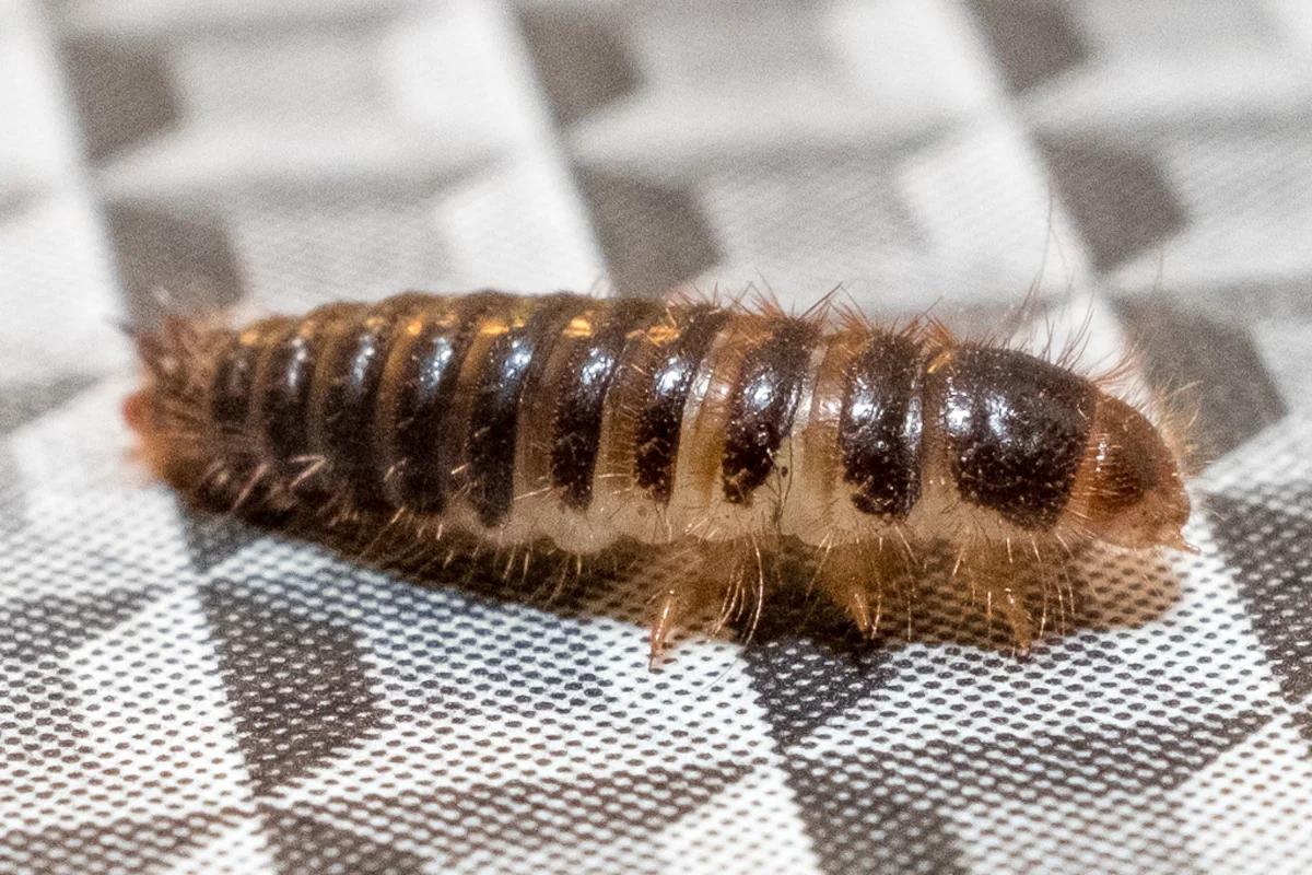 Larder beetle larva showing hairy brown body and segmented appearance