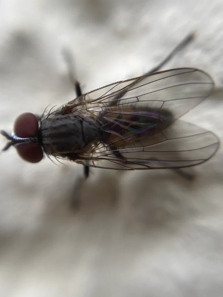 Dorsal view of a latrine fly displaying wing structure