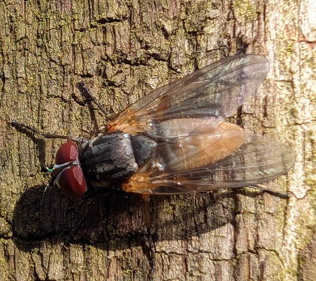 Close-up of a latrine fly on textured bark surface