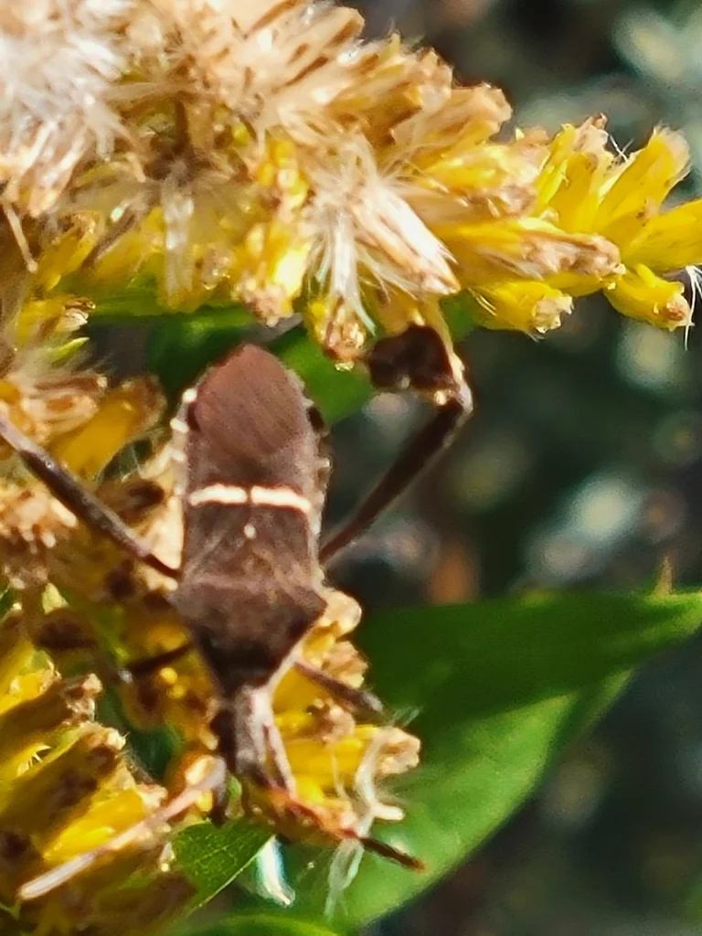 Leaf footed bug feeding on yellow flowers in garden habitat