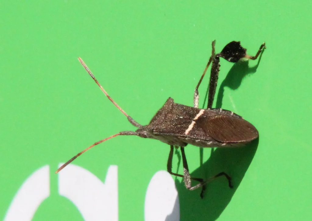 Side profile view of leaf footed bug showing elongated body and characteristic hind leg flanges