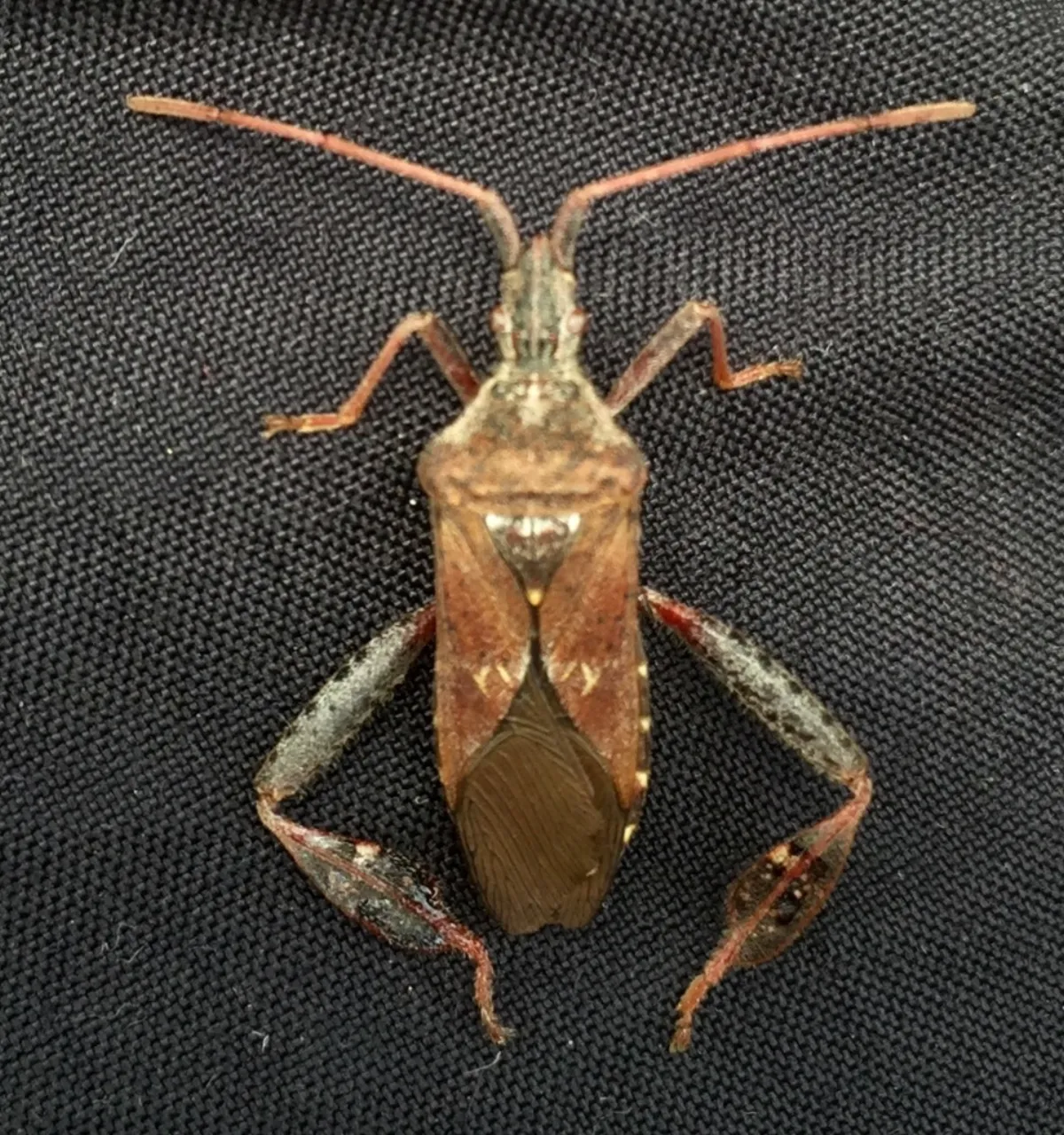 Adult leaf-footed pine seed bug on dark surface displaying characteristic wing pattern and coloring