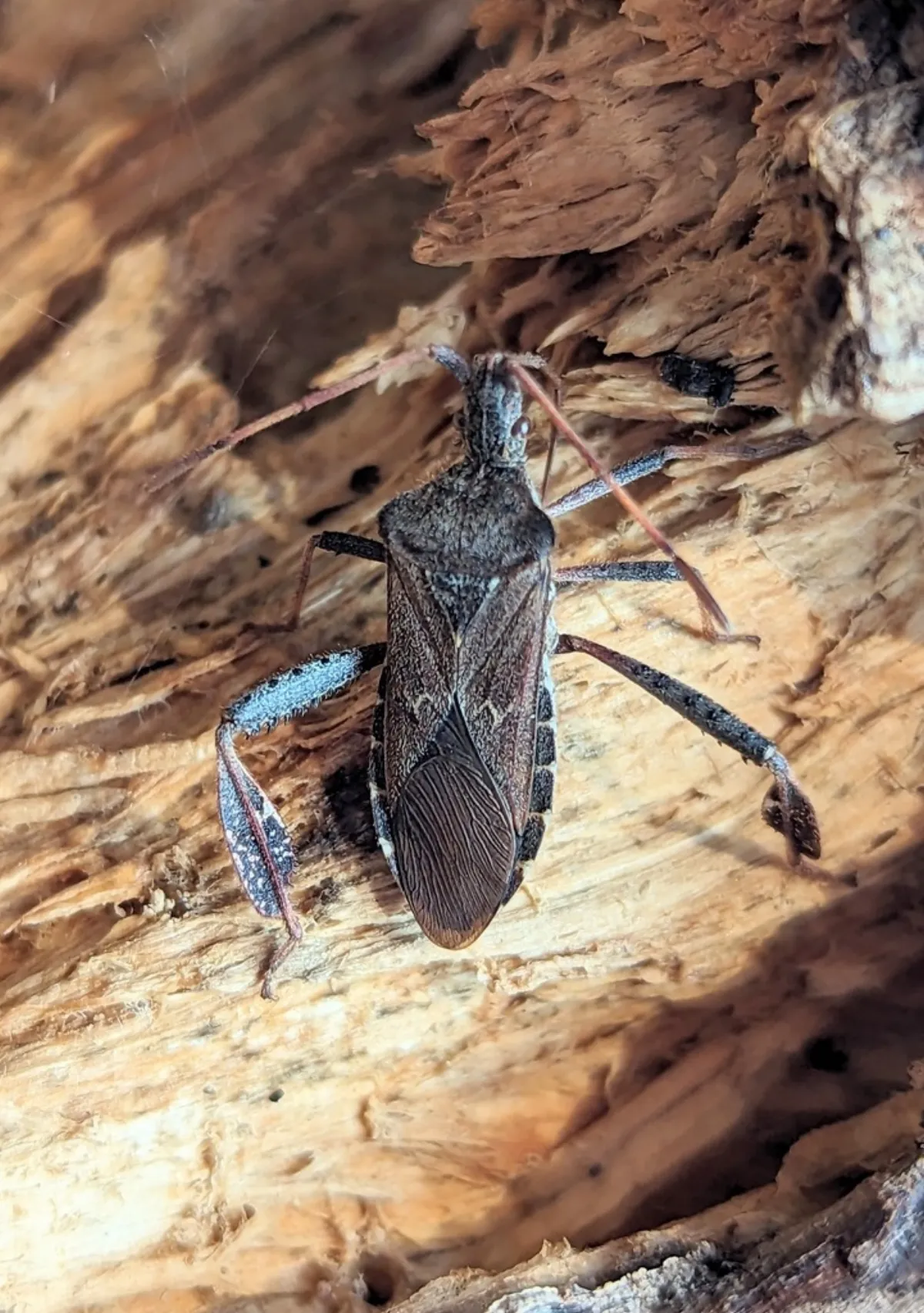 Leaf-footed pine seed bug resting on tree bark in its natural pine forest habitat