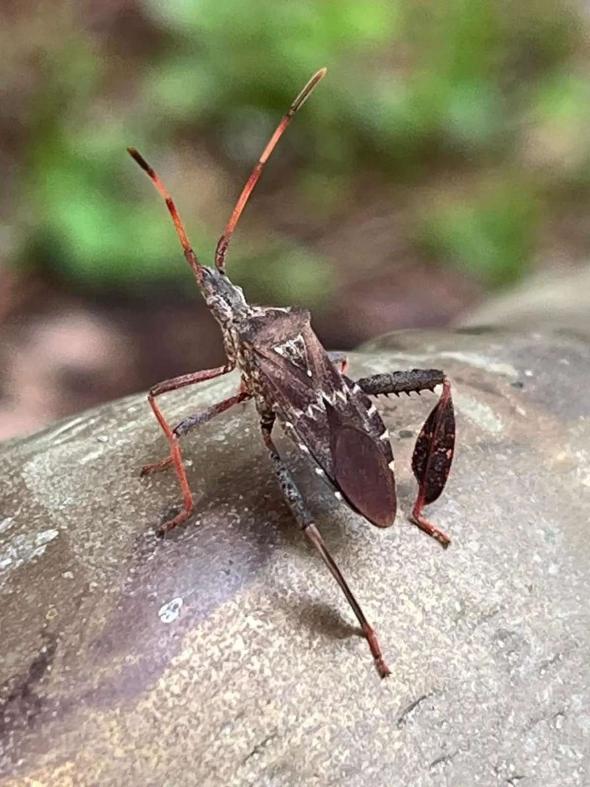 Front view of leaf-footed pine seed bug on rock showing antennae and body structure