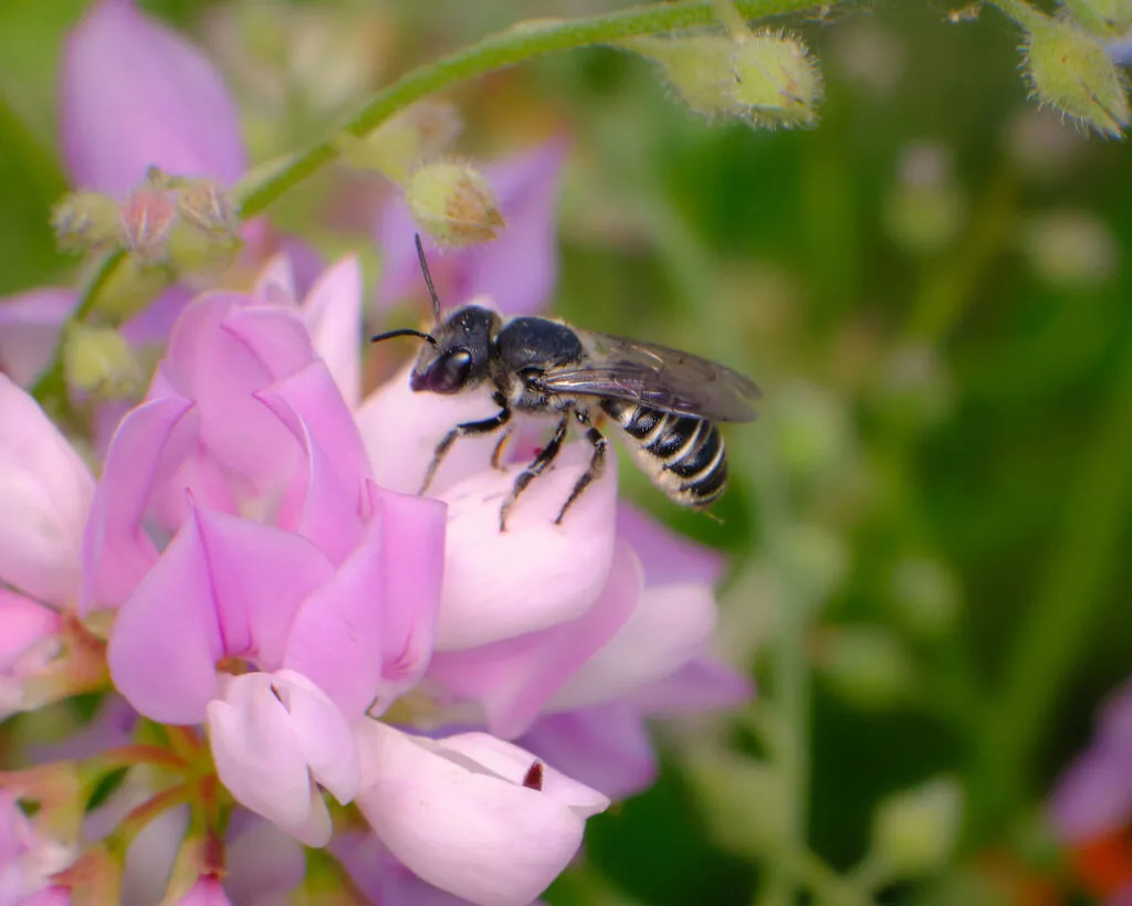 Leafcutter bee foraging on pink flowers in a garden