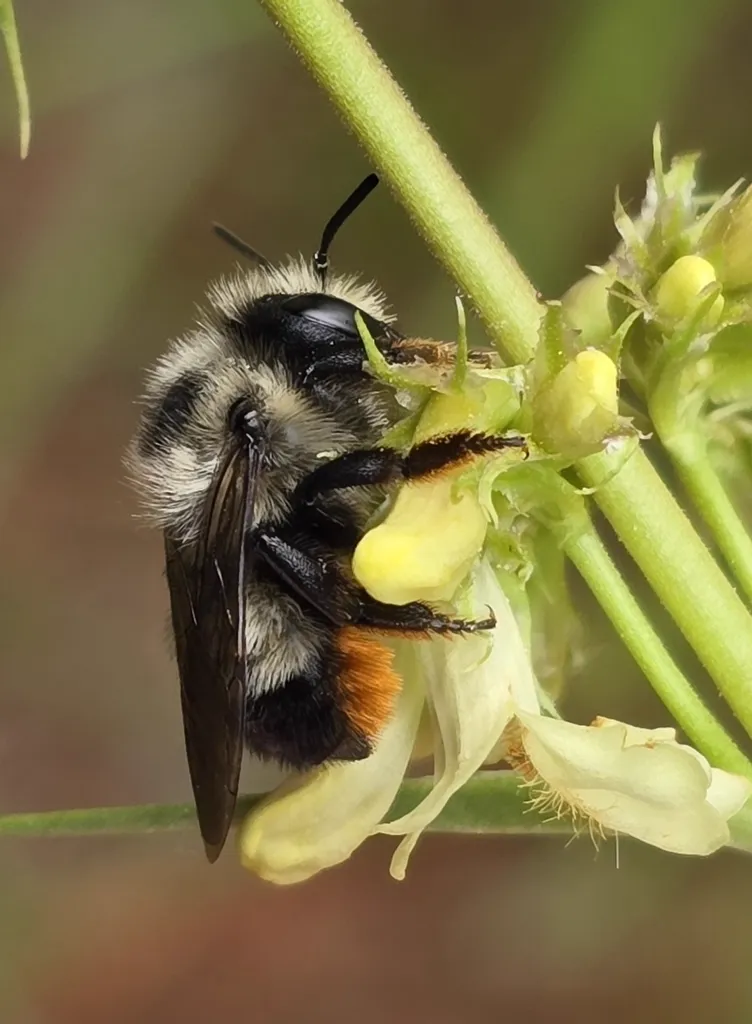 Leafcutter bee foraging on a flower showing full body with orange pollen basket and fuzzy thorax