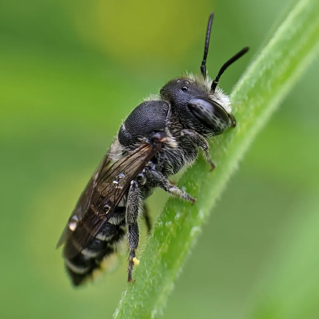 Leafcutter bee resting on a green leaf showing typical body structure