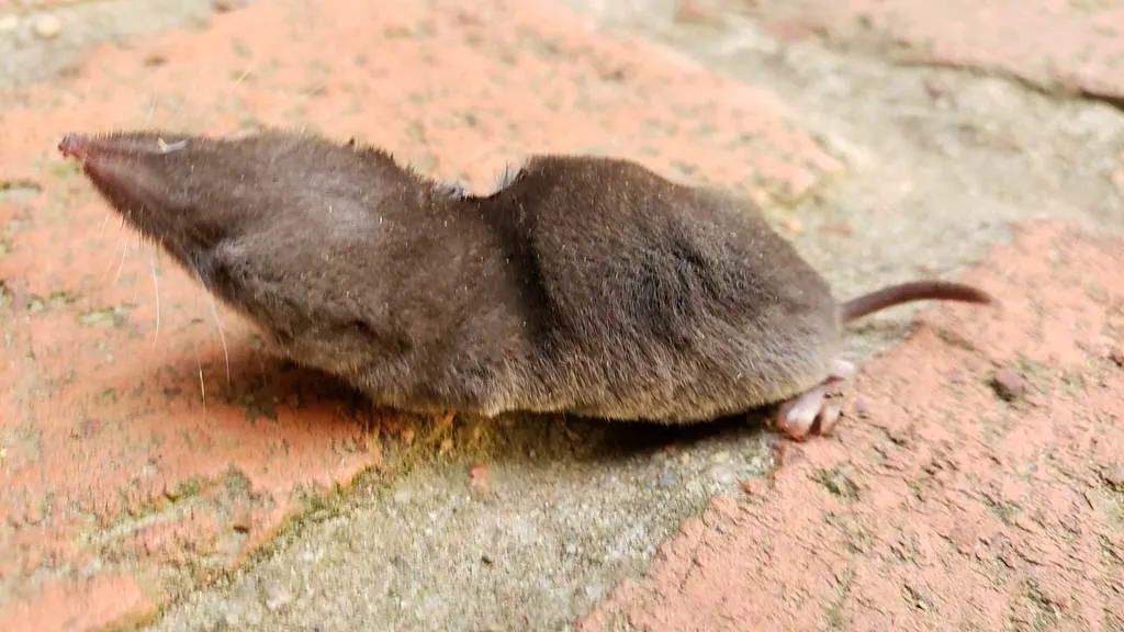 Least shrew on a brick surface displaying its compact body and velvety fur