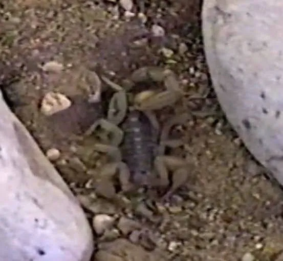Top-down view of a lesser stripetail scorpion on rocky desert ground showing body shape and leg arrangement