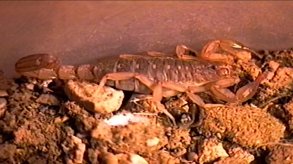 Close-up of a lesser stripetail scorpion on dry soil showing tan coloration and dark dorsal markings