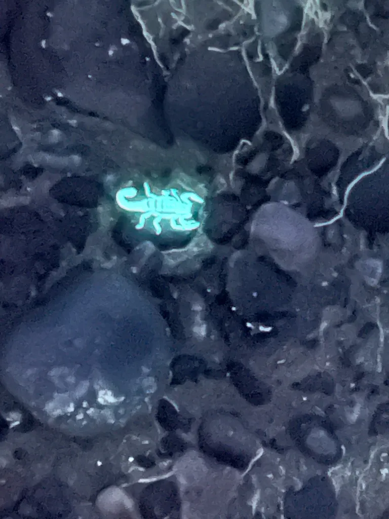 Lesser stripetail scorpion fluorescing under ultraviolet blacklight at night
