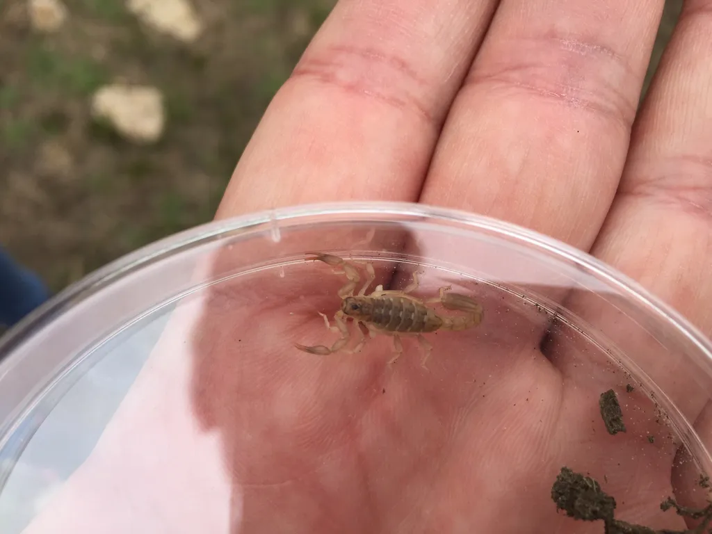 Lesser stripetail scorpion in a clear container held next to a human hand for size comparison