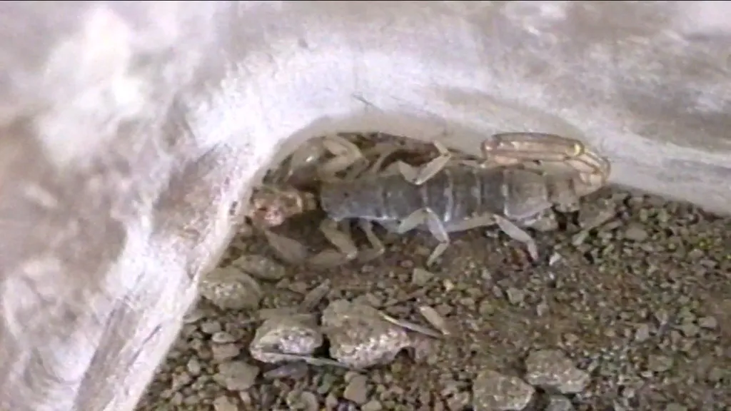 Side view of a lesser stripetail scorpion sheltering under a rock in its natural desert habitat