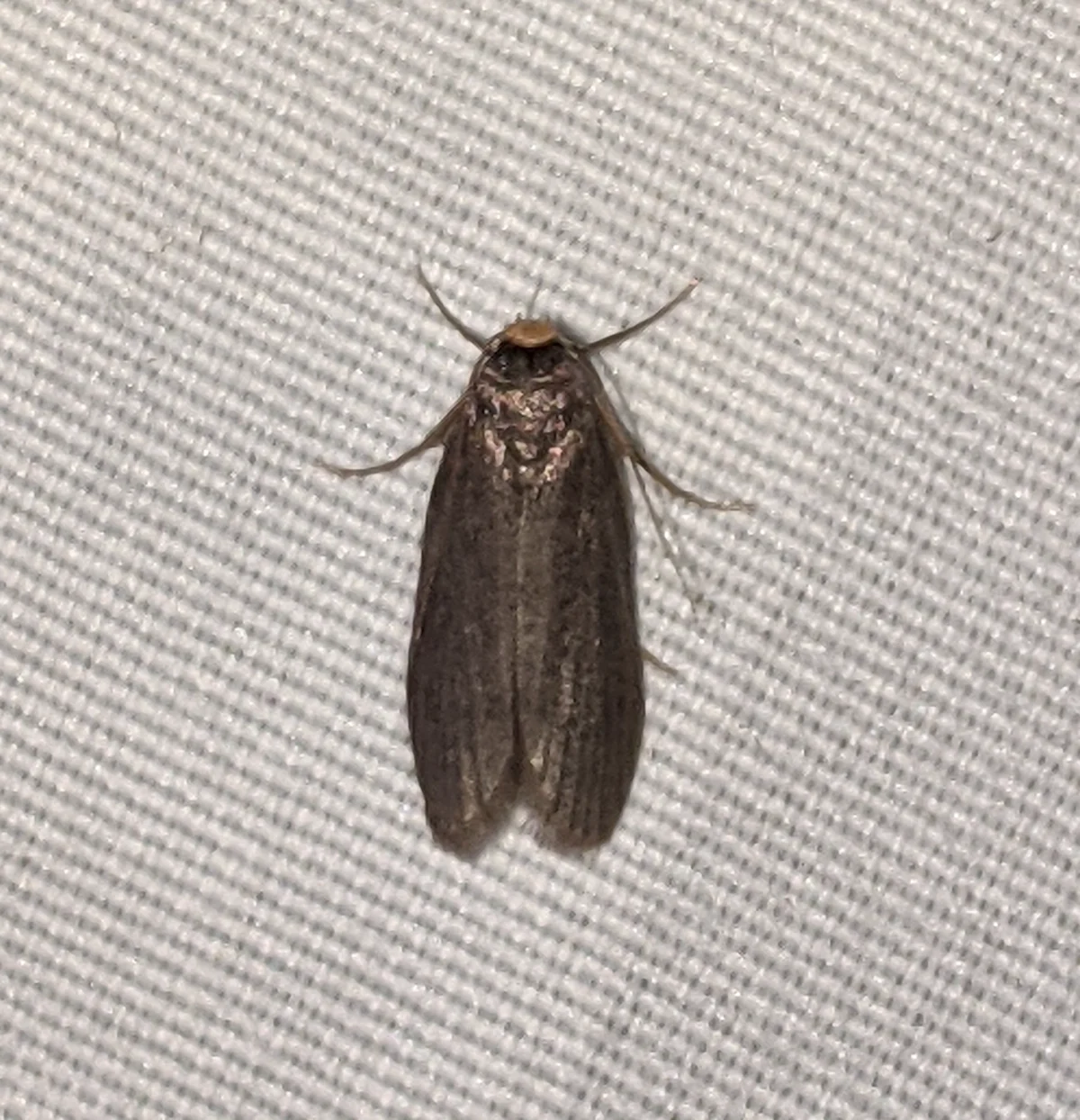 Lesser wax moth resting on fabric showing detailed wing venation and body structure