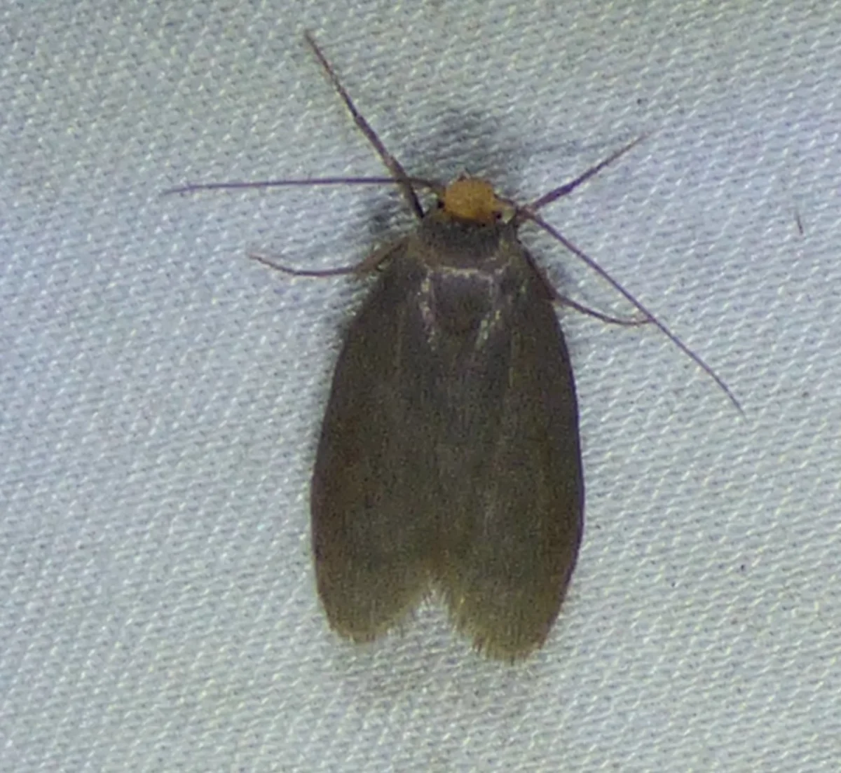 Top-down view of lesser wax moth showing full body, wings, and characteristic yellow head
