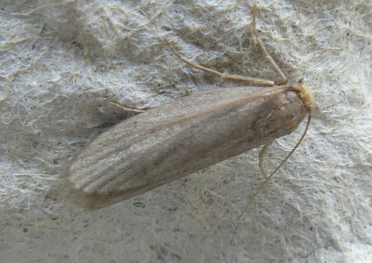 Side view of lesser wax moth showing full body profile and wing position