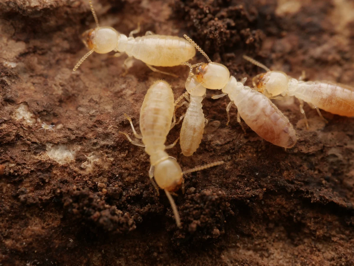 Group of light southern subterranean termite workers with creamy white bodies foraging in soil