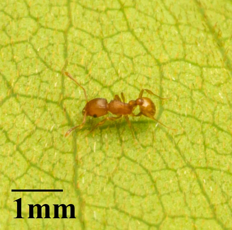 Little fire ant worker showing full body profile on a leaf surface