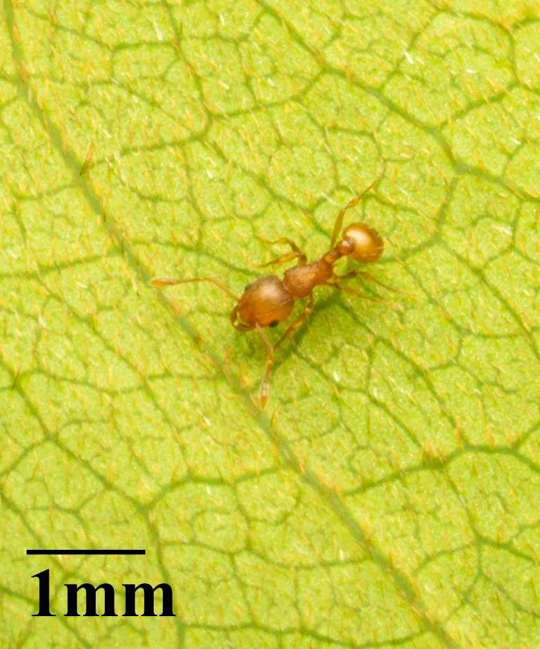 Little fire ant foraging on vegetation displaying typical golden-orange coloration