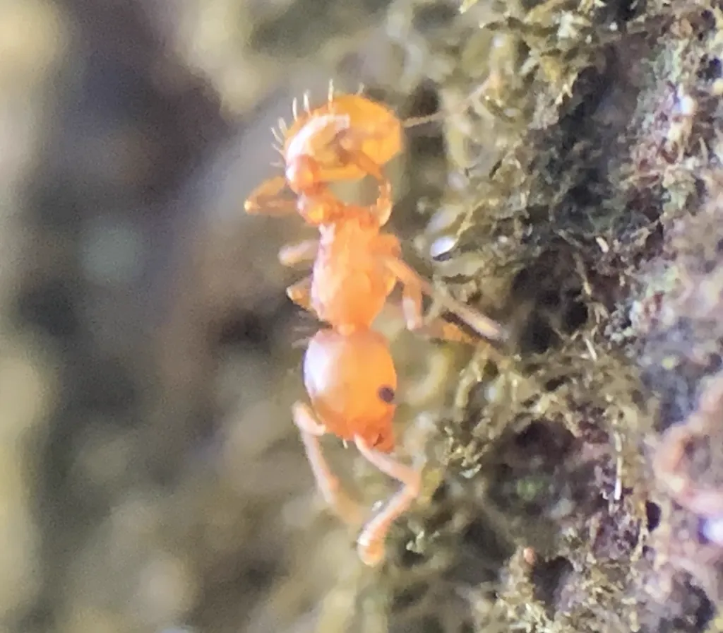 Close-up view of little fire ant showing translucent orange body and characteristic features