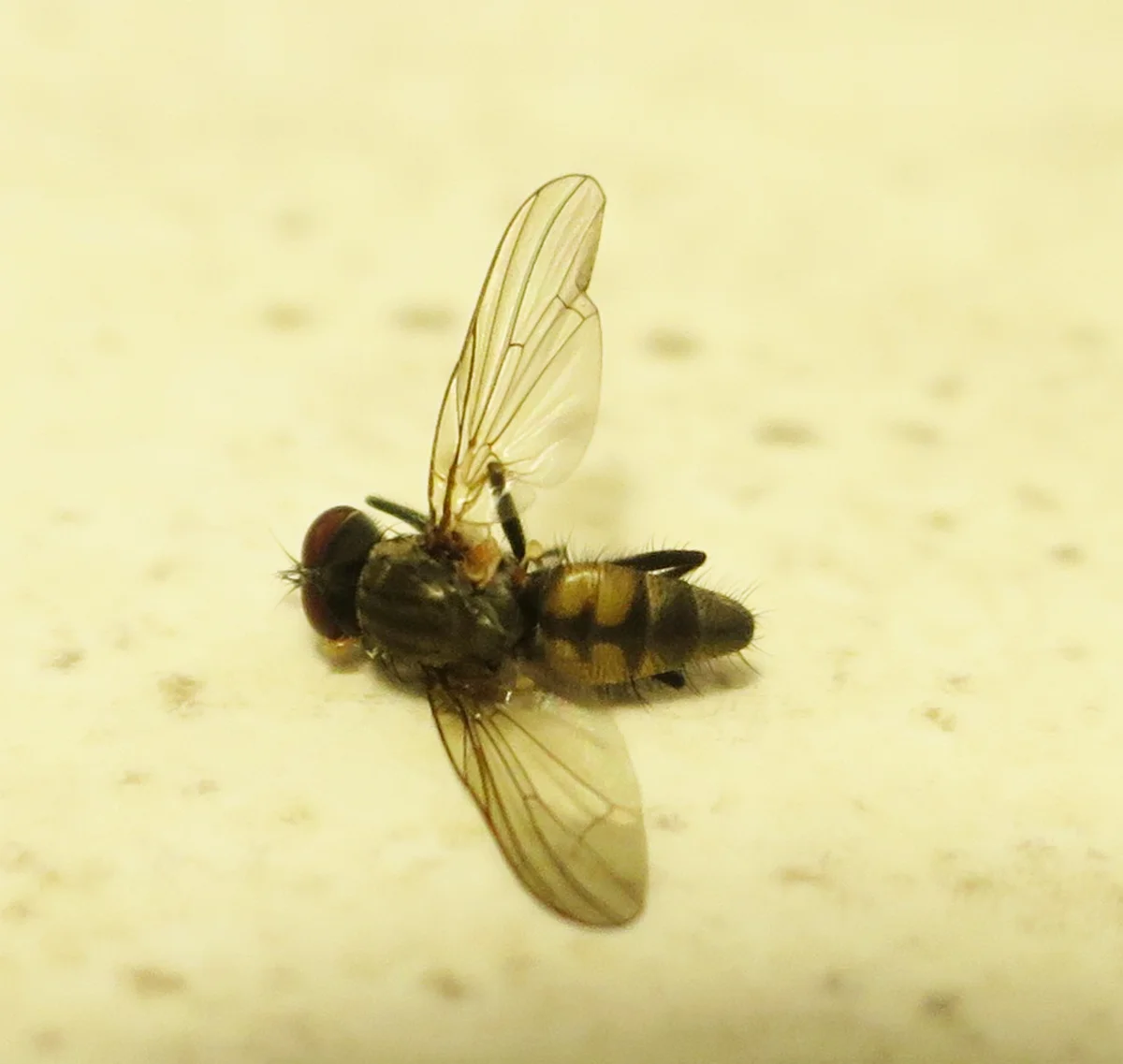 Little house fly resting on a surface showing full body and wing structure