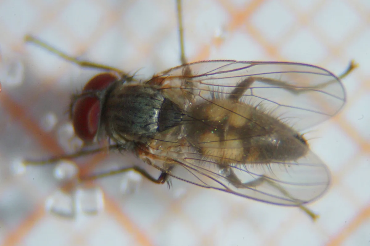 Close-up of a little house fly showing iridescent wings and body details