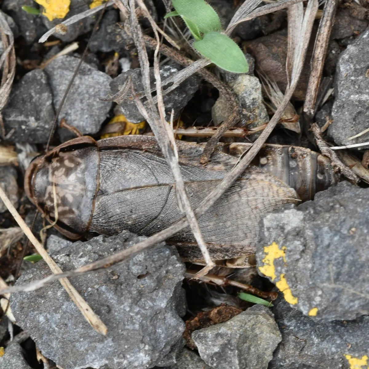 Lobster cockroach in natural outdoor habitat among rocks and debris