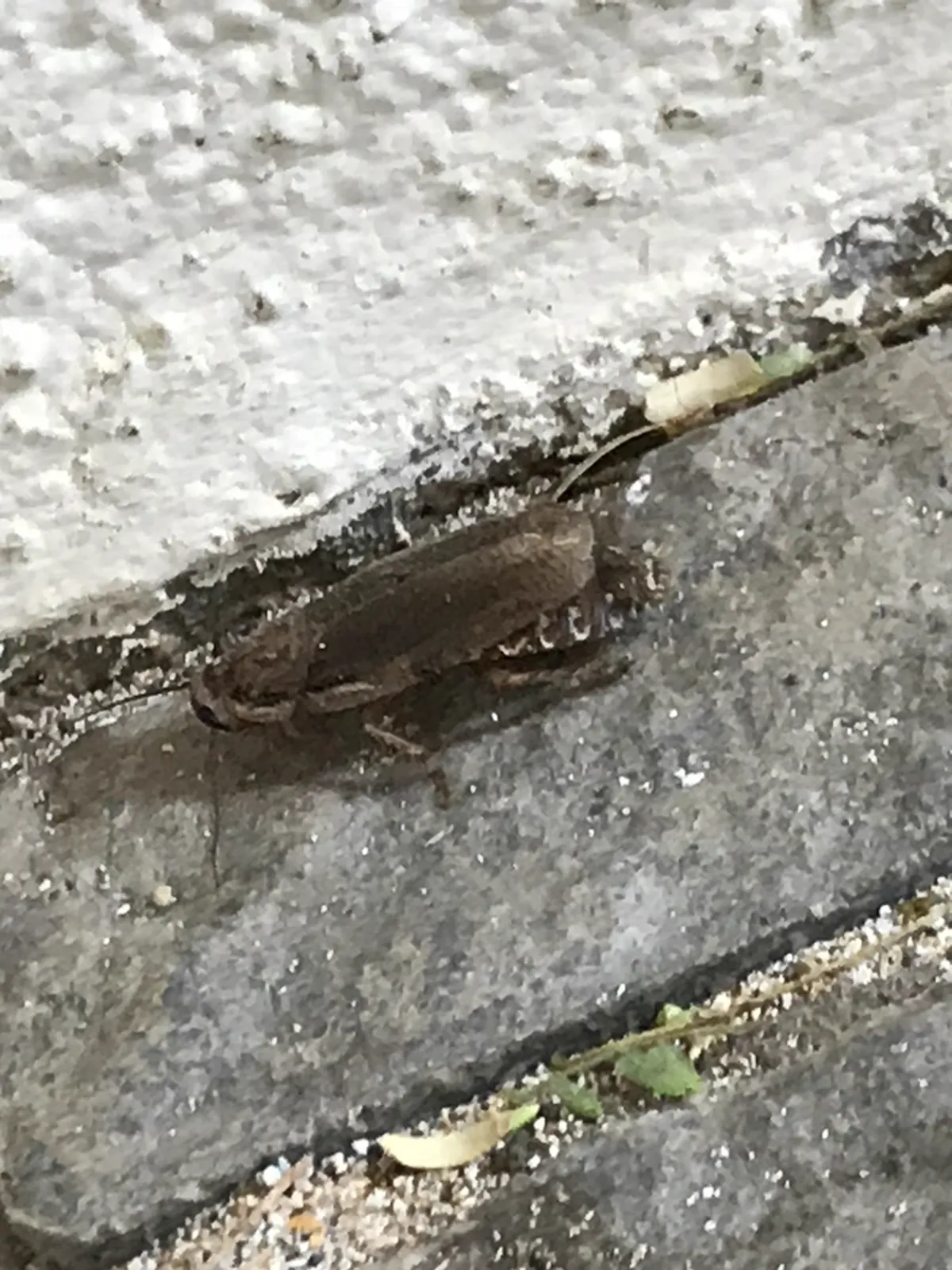 Lobster cockroach on concrete ledge showing typical urban habitat