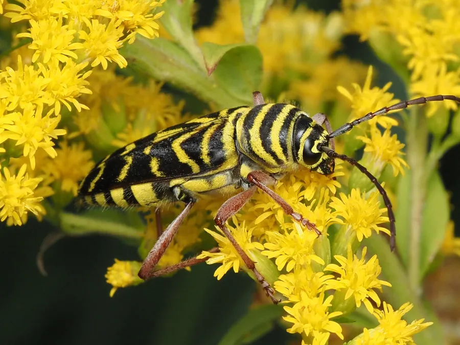 Side view of a locust borer feeding on goldenrod, showing the yellow bands wrapping its black body and its long dark antennae