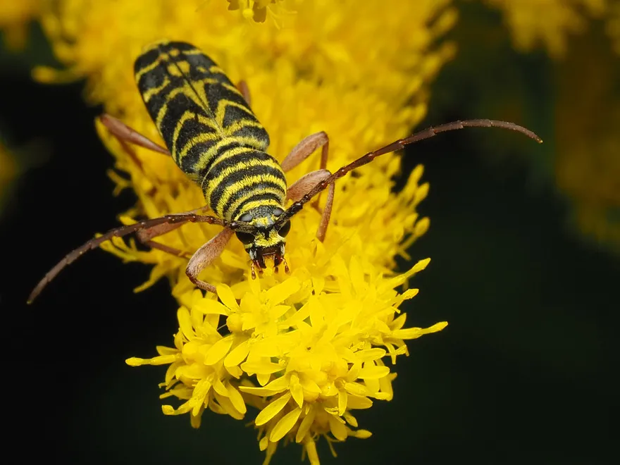 Locust borer climbing head-down on a goldenrod bloom, with the yellow W-shaped band across the base of its wing covers visible
