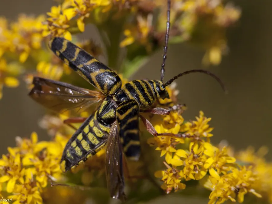 Pair of locust borers on goldenrod, one with its wing covers raised and brown flight wings spread