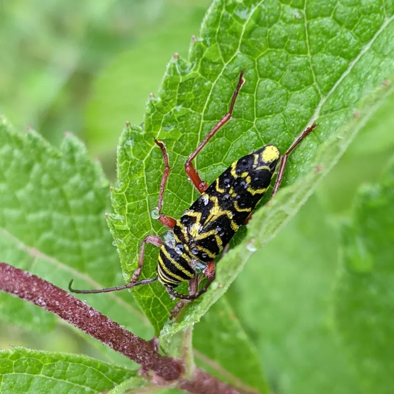 Locust borer resting on a green leaf, showing its reddish legs and the yellow stripes on its thorax