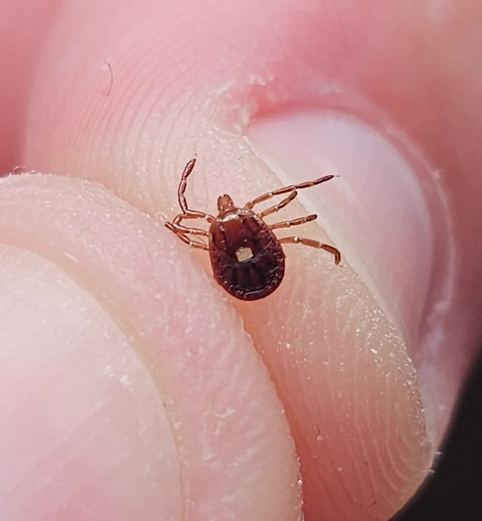 Lone Star tick showing characteristic white dot on female