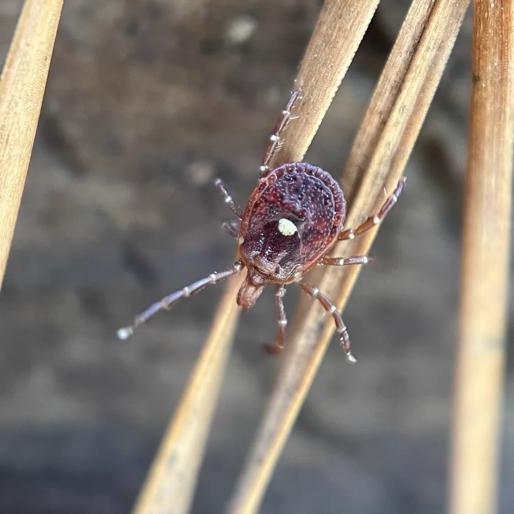 Female lone star tick on dried grass showing the characteristic white lone star marking