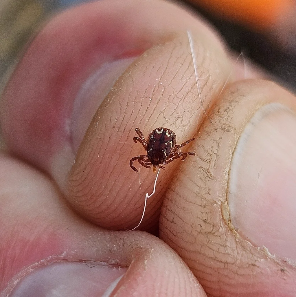 Lone star tick on human finger demonstrating small size