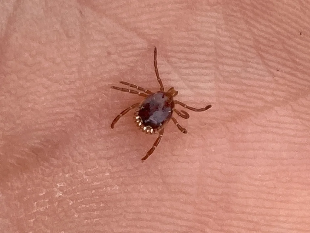 Lone star tick on palm showing leg detail and body markings