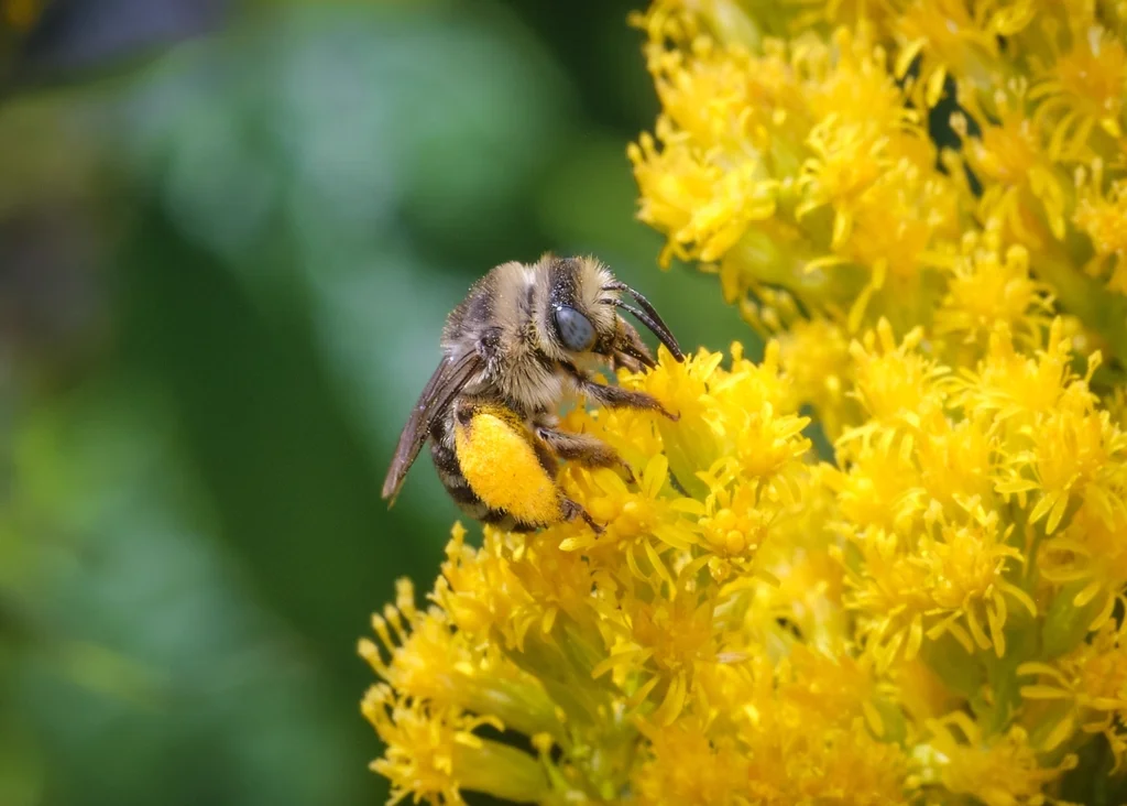 Long-horned bee collecting pollen from goldenrod flowers