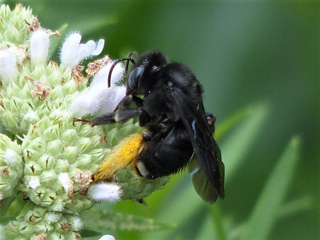 Long-horned bee with yellow pollen on hind legs visiting white flower