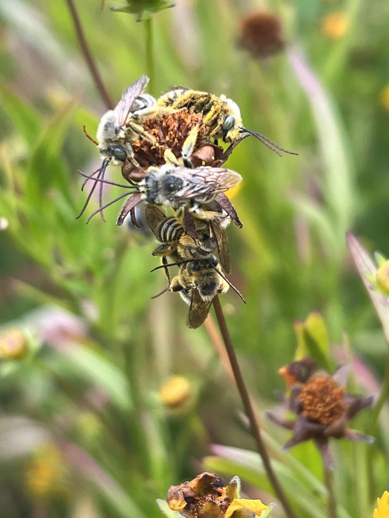 Male long-horned bees in sleeping aggregation clinging to plant stem