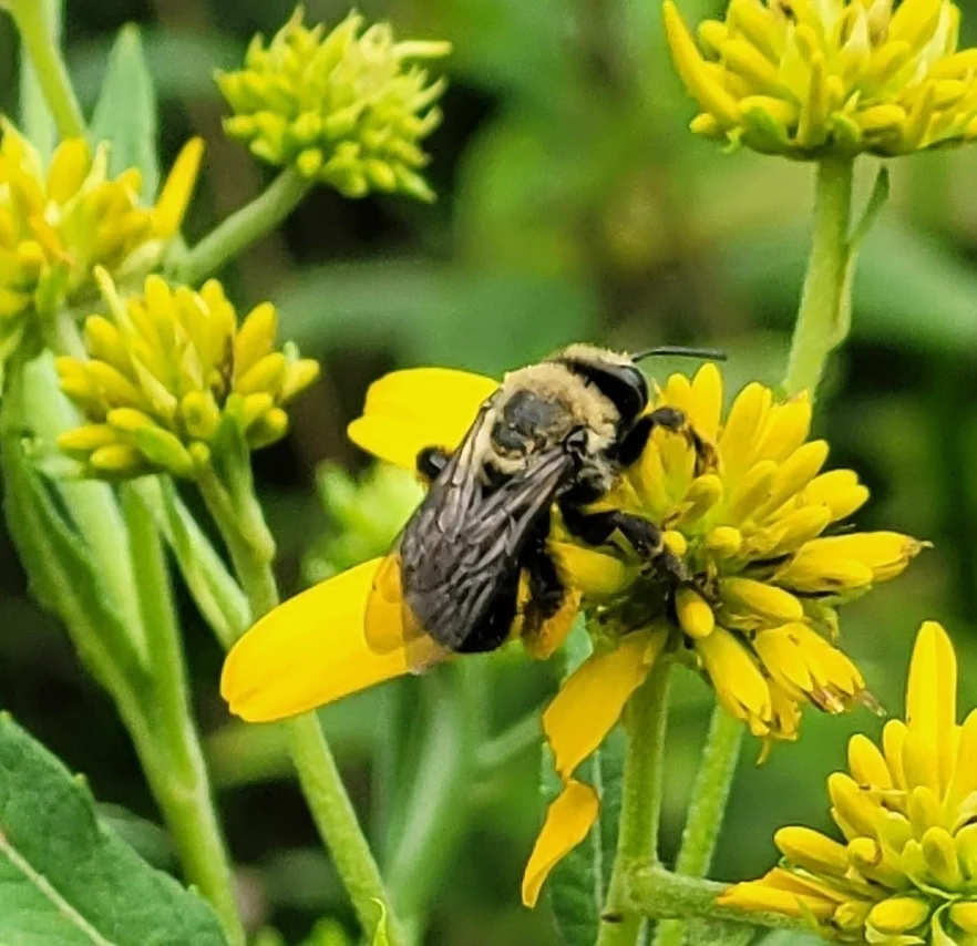 Long-horned bee foraging on yellow wingstem flower showing fuzzy body