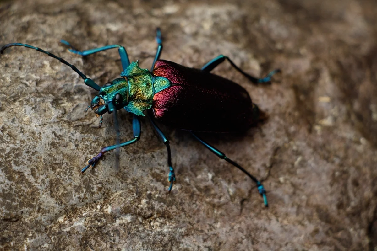 Metallic green and red longhorn beetle on a rock showing color variety in the family