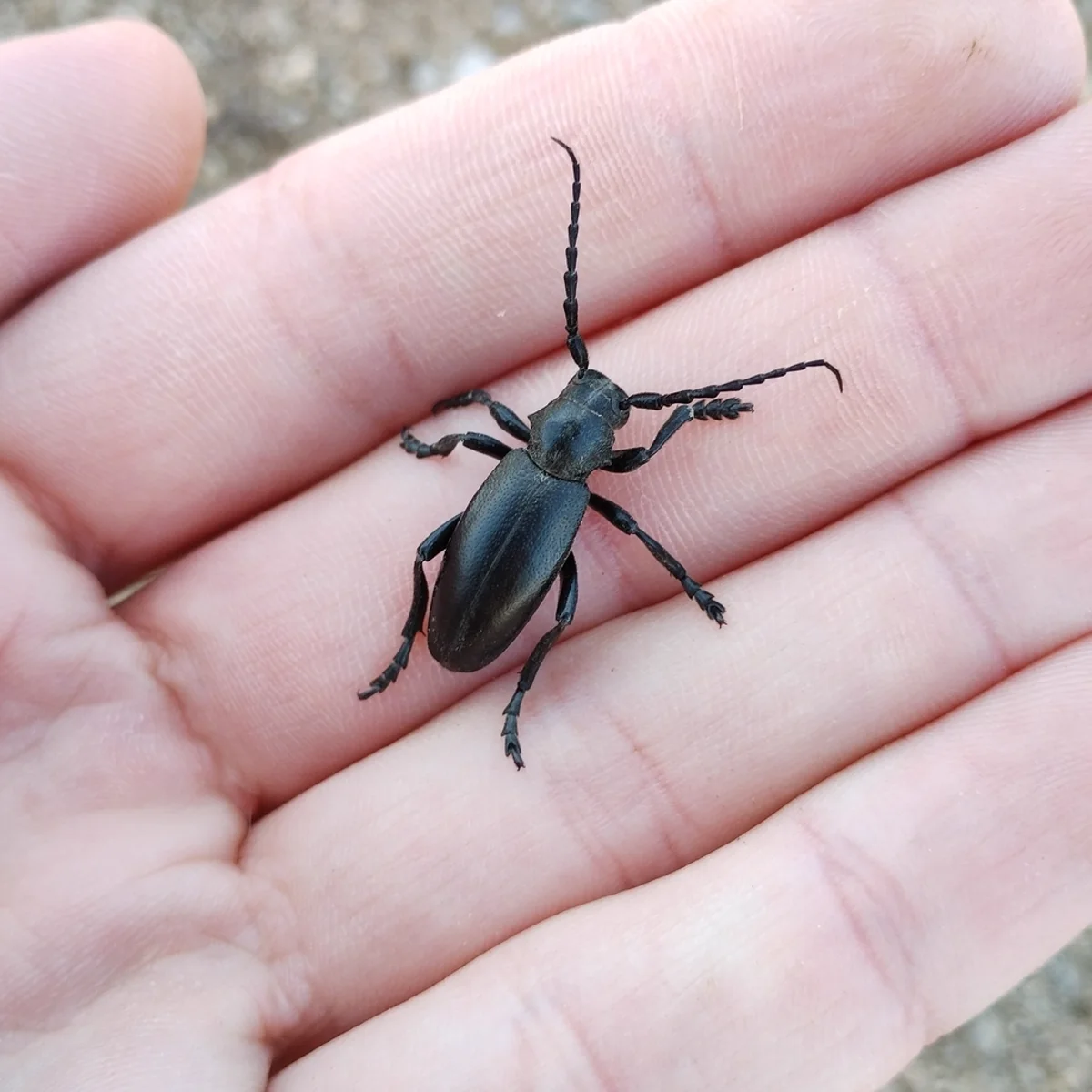 Black longhorn beetle held in hand demonstrating its size compared to human fingers