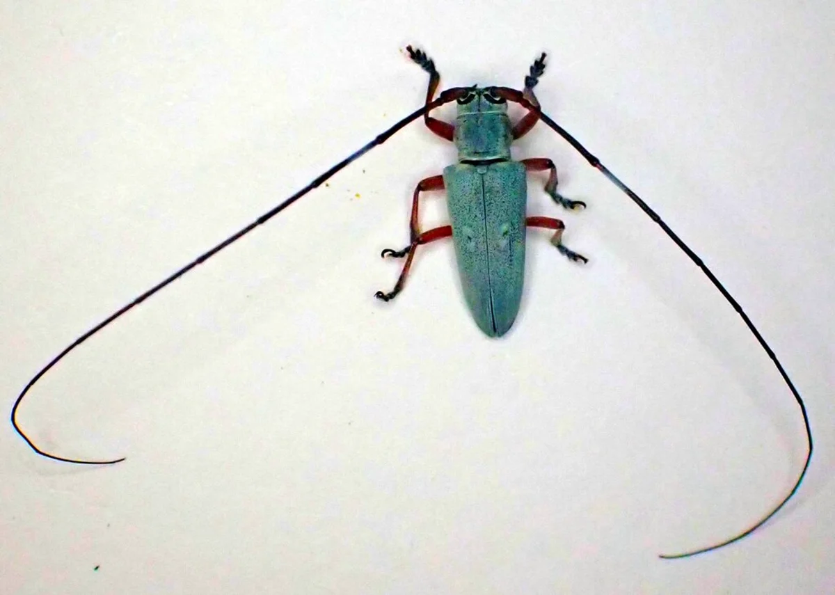 Blue-green longhorn beetle specimen showing the elongated body shape typical of Cerambycidae