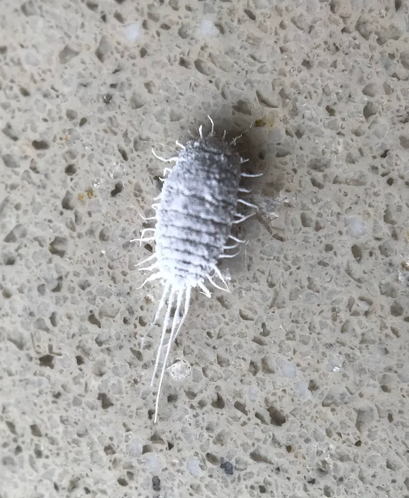 Longtailed mealybug on a concrete surface showing body segmentation and long tail threads