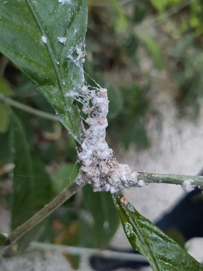 Longtailed mealybug resting on a leaf with clean background showing full body profile