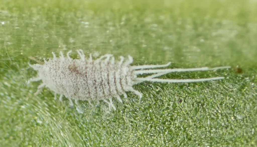 Colony of longtailed mealybugs clustered on a plant stem showing typical infestation pattern
