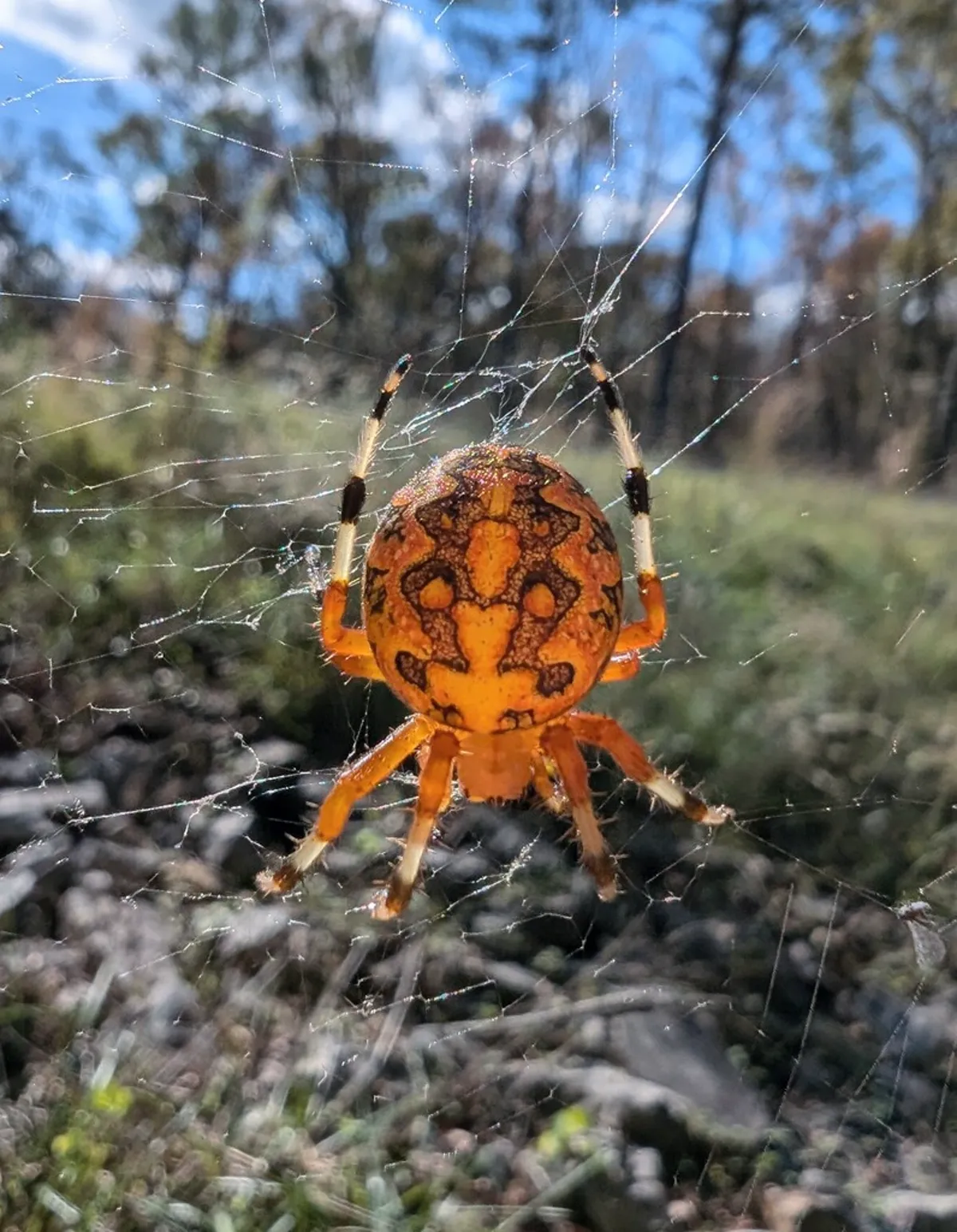 Marbled orbweaver with a bright orange abdomen and dark markings