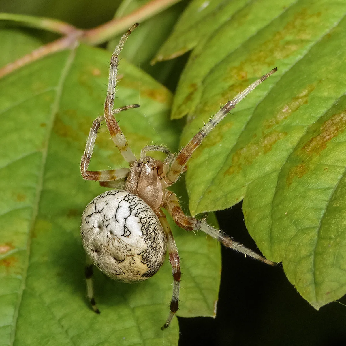 Pale color morph of marbled orbweaver with cream and green coloring on leaf